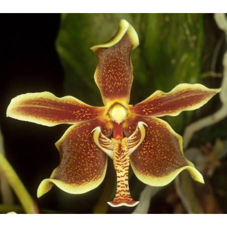 paraphalaenopsis labukensis -  - 65 - 80cm
