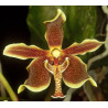 paraphalaenopsis labukensis -  - 65 - 80cm