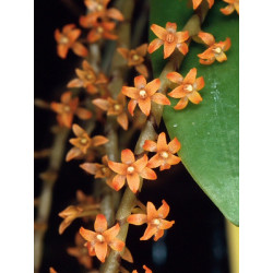 Microterangis hildebrandtii