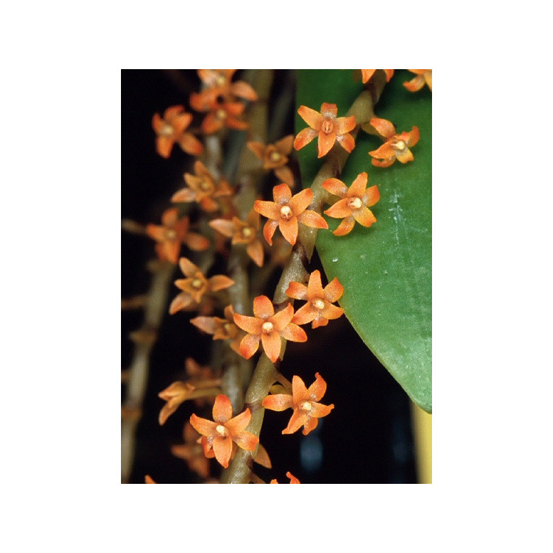 Microterangis hildebrandtii