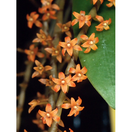 Microterangis hildebrandtii