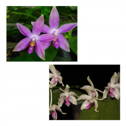 Phalaenopsis Germaine...