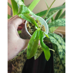 Phalaenopsis Germaine vincent x fimbriata