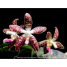 Phalaenopsis sumatrana x corningiana - Double eagle
