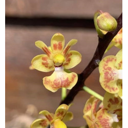 phalaenopsis chibae