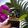 Kay Orchid Pot - PlaquePerfekt Pot