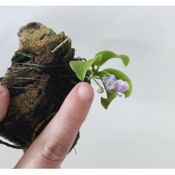 phalaenopsis appendiculata