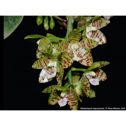 phalaenopsis kapuasensis