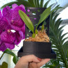 Kay Orchid Pot - PlaquePerfekt Pot - with saucer L13xl8 / H 18