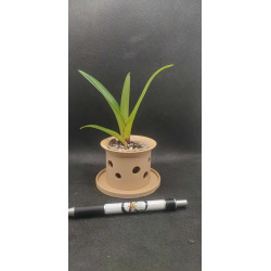 paphiopedilum druryi