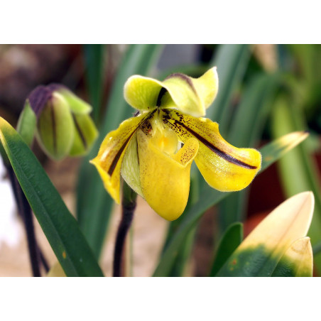 paphiopedilum druryi