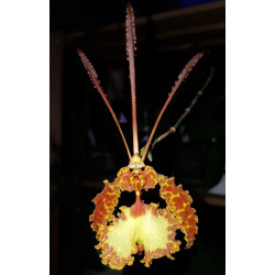 psychopsis krameriana