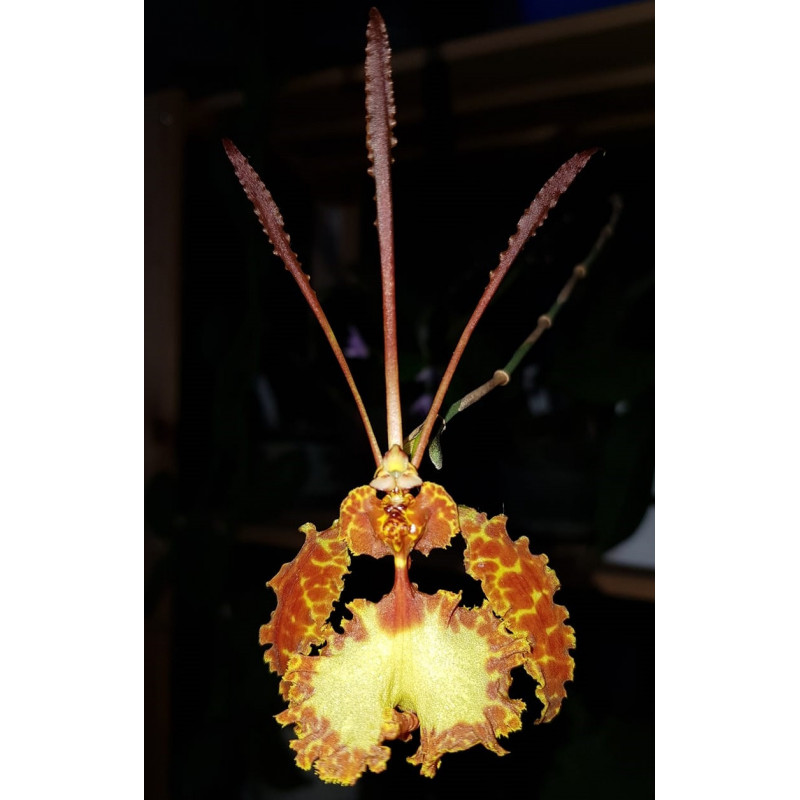 psychopsis krameriana