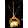 psychopsis krameriana