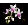 Phalaenopsis deliciosa