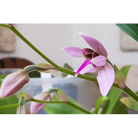 ancistrochilus rotchildianus