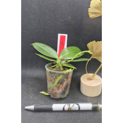 phalaenopsis mini mark