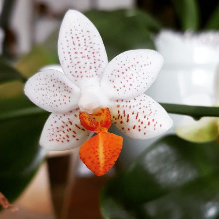 phalaenopsis mini mark