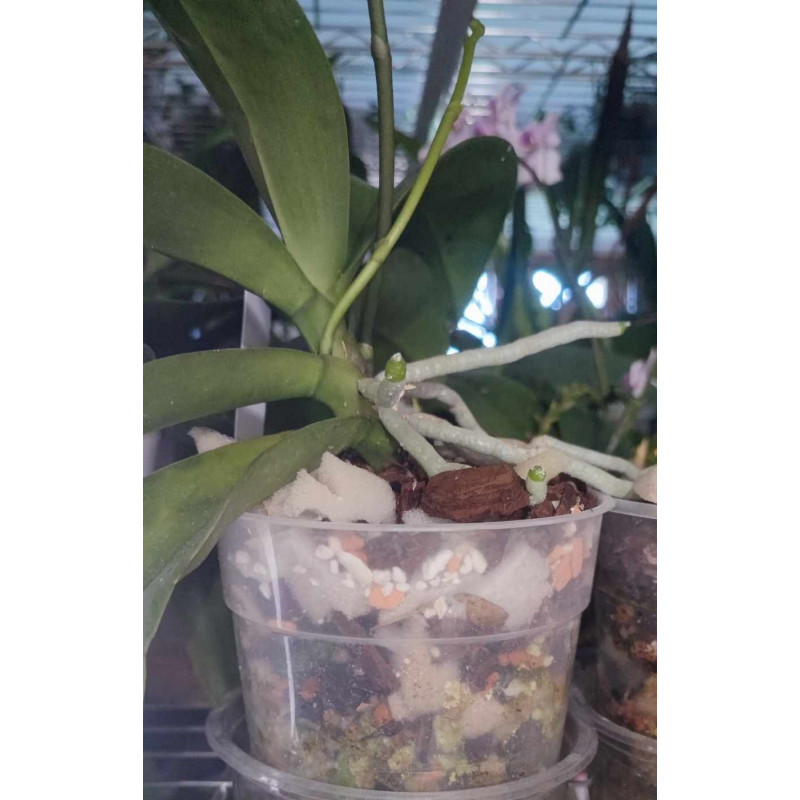 Mélange substrat de rempotage orchidée phalaenopsis, dendrobium, zygopetalum, cambria, odontoglossum