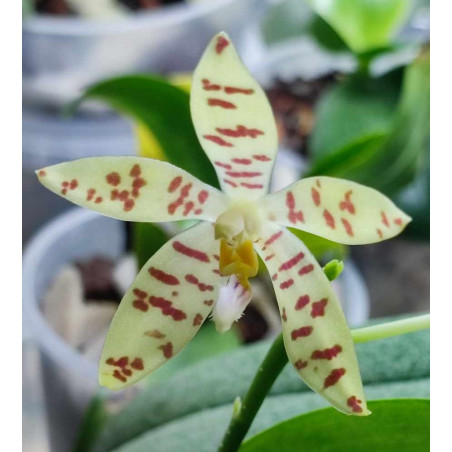 phalaenopsis pallens var. denticulata - keiki