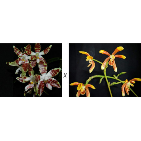 Phalaenopsis sumatrana x kunstleri - Kay O Paskay