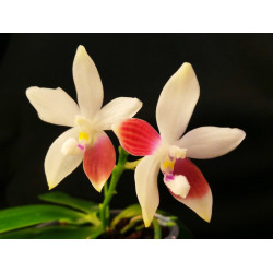 Phalaenopsis speciosa