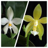 Phalaenopsis (micholitzii x mannii flava) x mannii flava