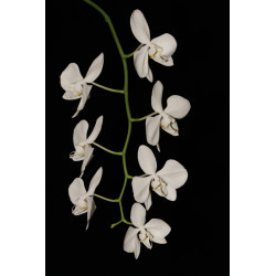 Phalaenopsis amabilis