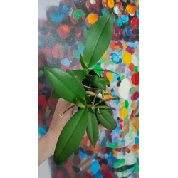 Phalaenopsis amabilis