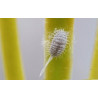 Control against mealybugs - for 50 liters