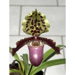 paphiopedilum henryanum