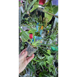 paphiopedilum henryanum