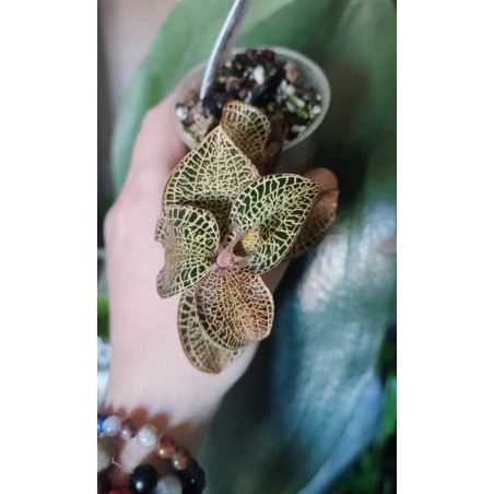 anoectochilus roxburghii