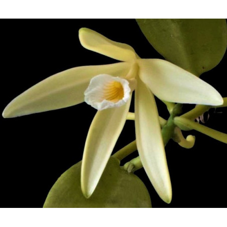 vanilla dressleri