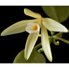 vanilla dressleri