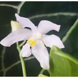 phalaenopsis pulchra alba -...