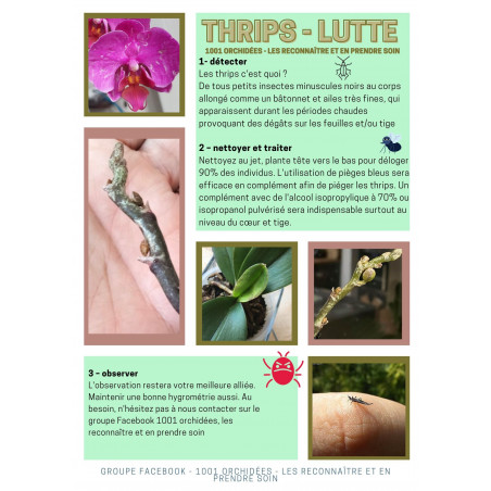 Piège englué plaque bleue contre les thrips