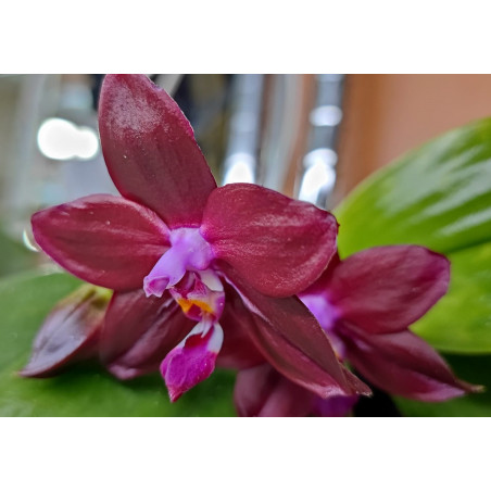 phalaenopsis ld's bear king