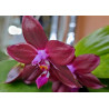 phalaenopsis ld's bear king