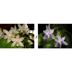 Phalaenopsis violacea alba x malaisia