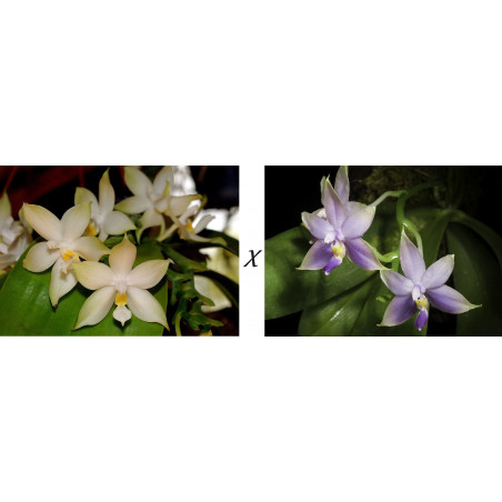 lot Phalaenopsis violacea alba x malaisia