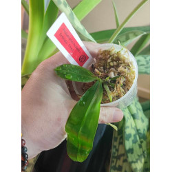 phalaenopsis fimbriata x modesta - Fimod