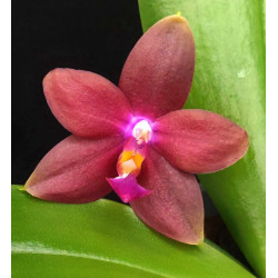 Phalaenopsis (Ambotrana x...