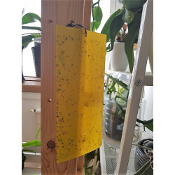 Double-Sided Yellow Sticky Trap for Whiteflies, Thrips, Aphids, Fungus Gnats, and Rhododendron Cicadas