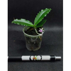 Phalaenopsis deliciosa
