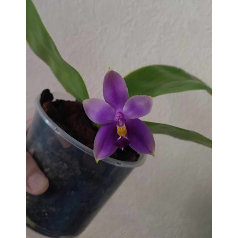 copy of Phalaenopsis penang violacea x samera