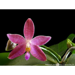 phalaenopsis speciosa x...