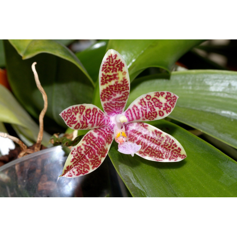 phalaenopsis hieroglyphica