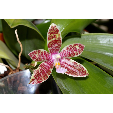 phalaenopsis hieroglyphica