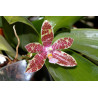 phalaenopsis hieroglyphica